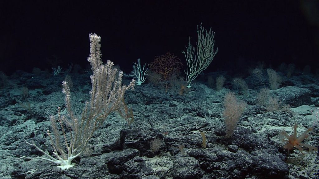 The Deep Sea Yields New Species and New Questions — illustrative photograph